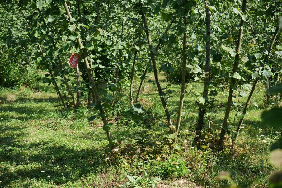 Karadeniz'in bazı kentlerinde alarm verildi: Samuraylar devrede! 1